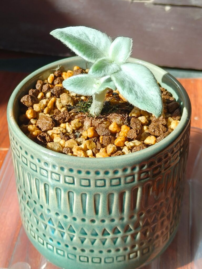 Advice for a first time sinningia leucotricha owner