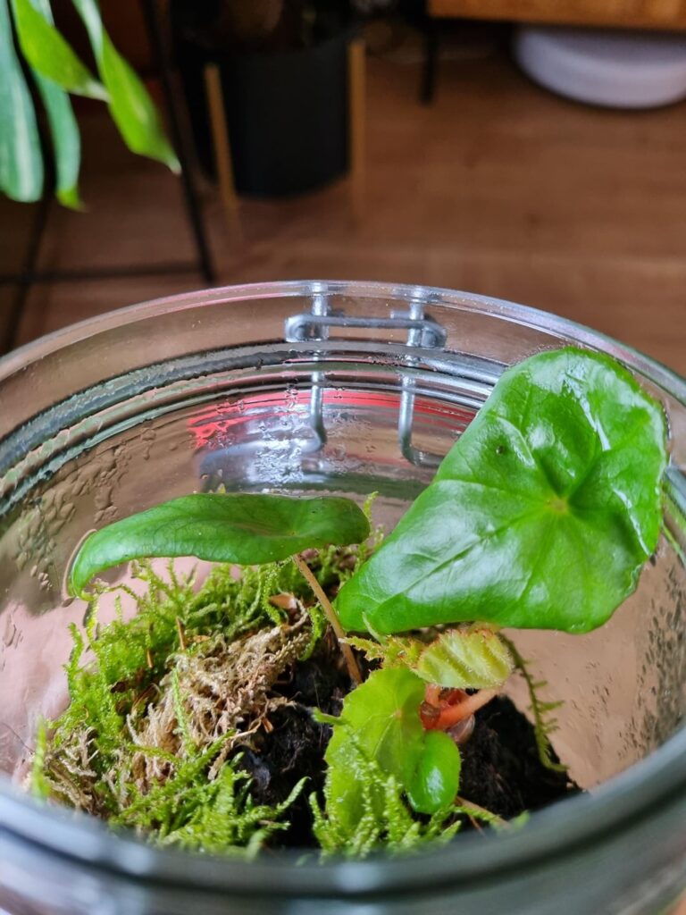 Are these nelumbiifolia?