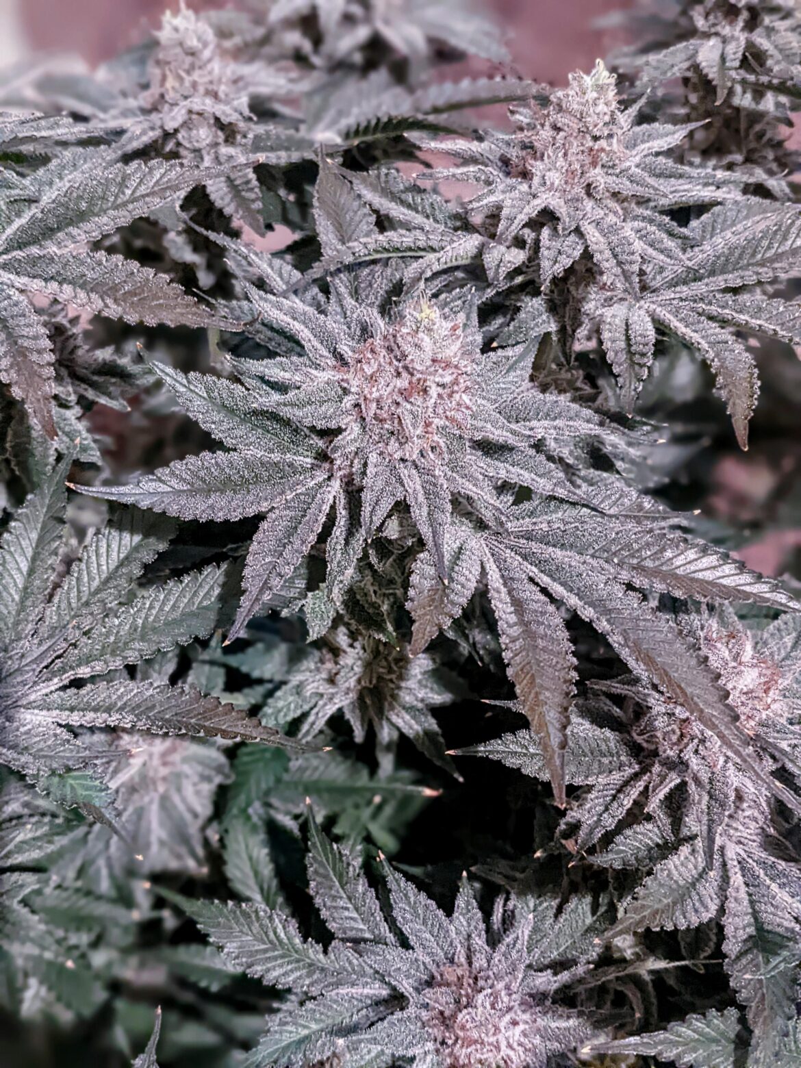 Scoops of Chem