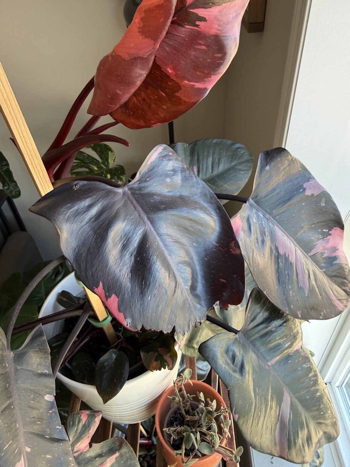 Unfurling leaves getting stuck and PPP leaves coming out as half leaves Unfurling leaves getting stuck and PPP leaves coming out as half leaves