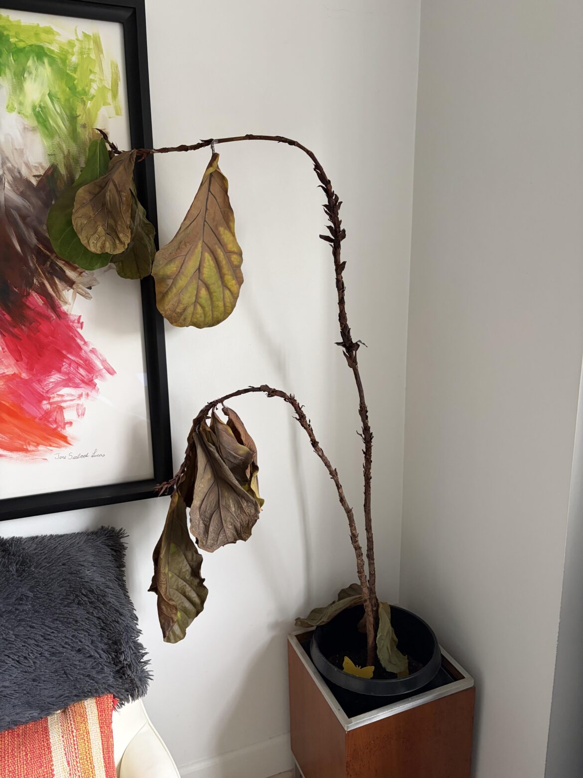 Repotting disaster