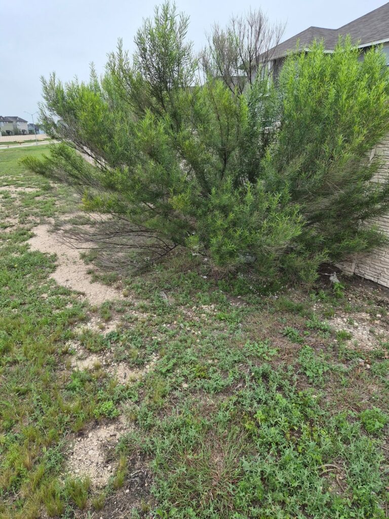 Identity of a Shrub and advice for Removal