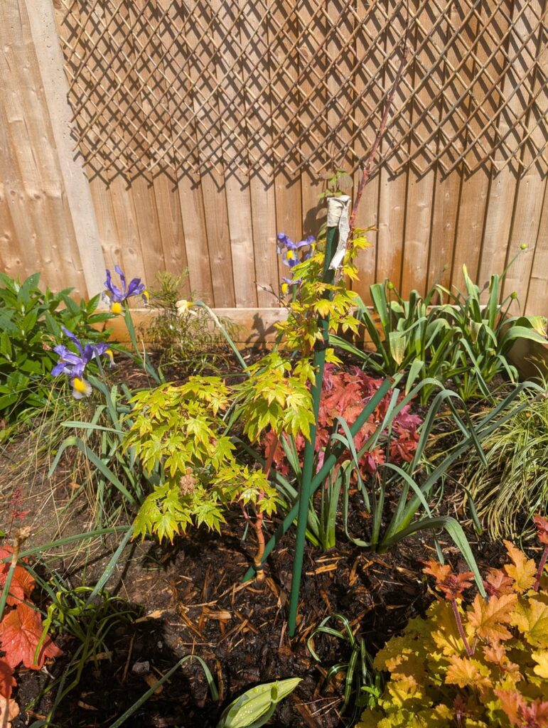 Acer turning black