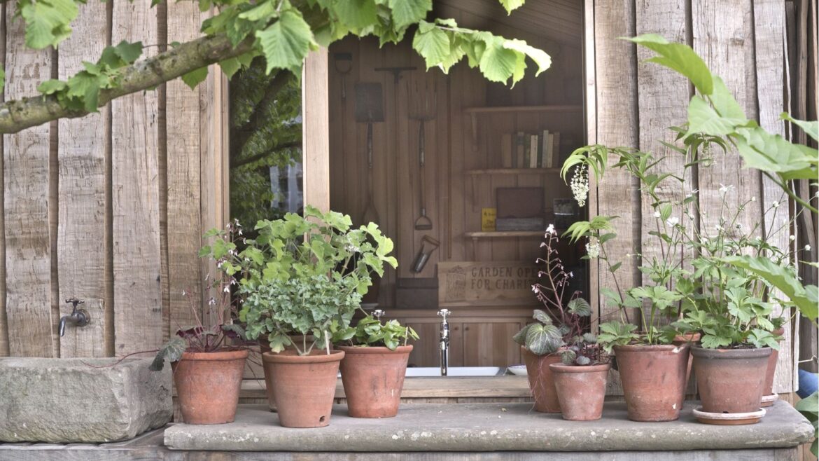 Low Maintenance Plants for Pots: They Practically care for Themselves Potting shed with a windowsill full of planted terracotta pots