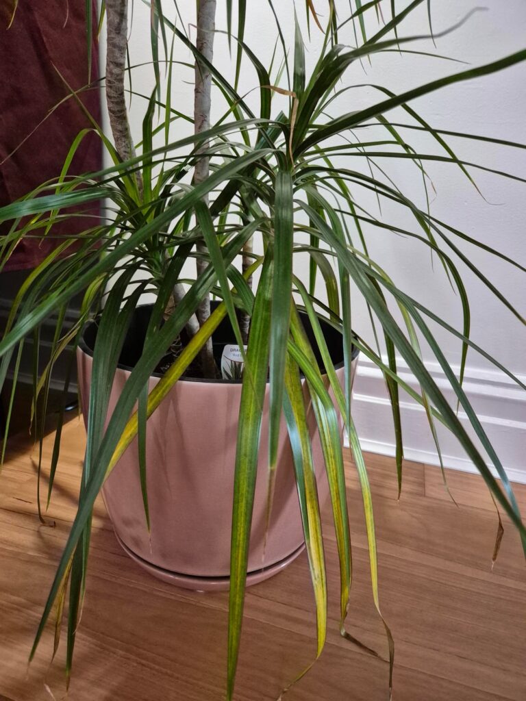 Dracena root rot?
