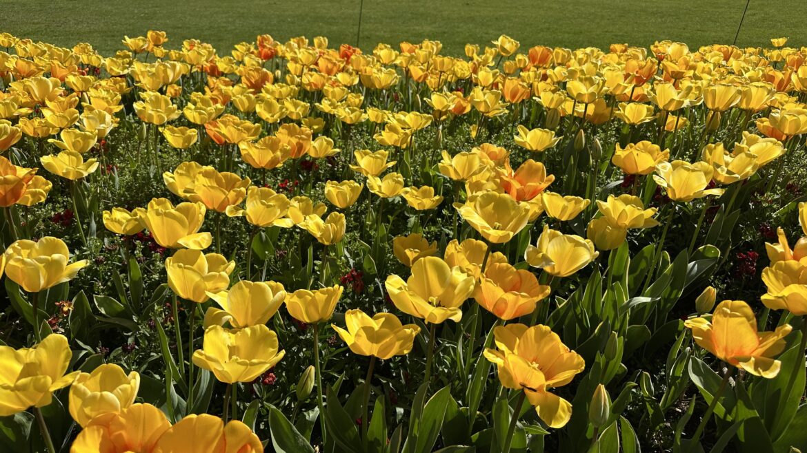 Yellow Tulips Dancing in the Sunshine