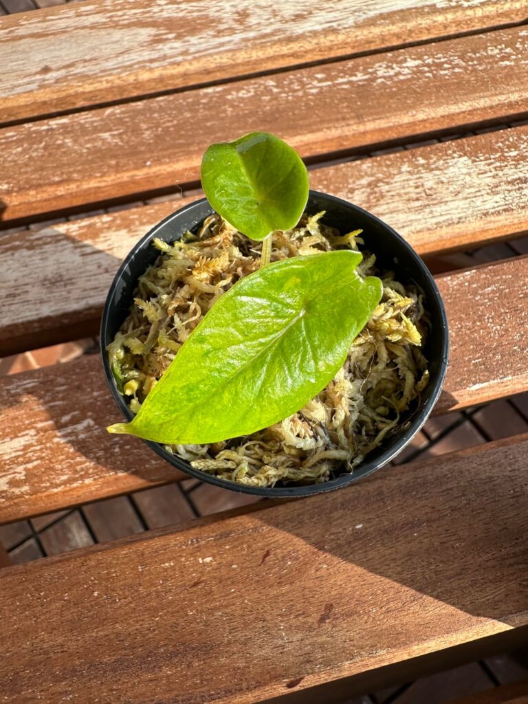 Finally found two of my wish-list-plants