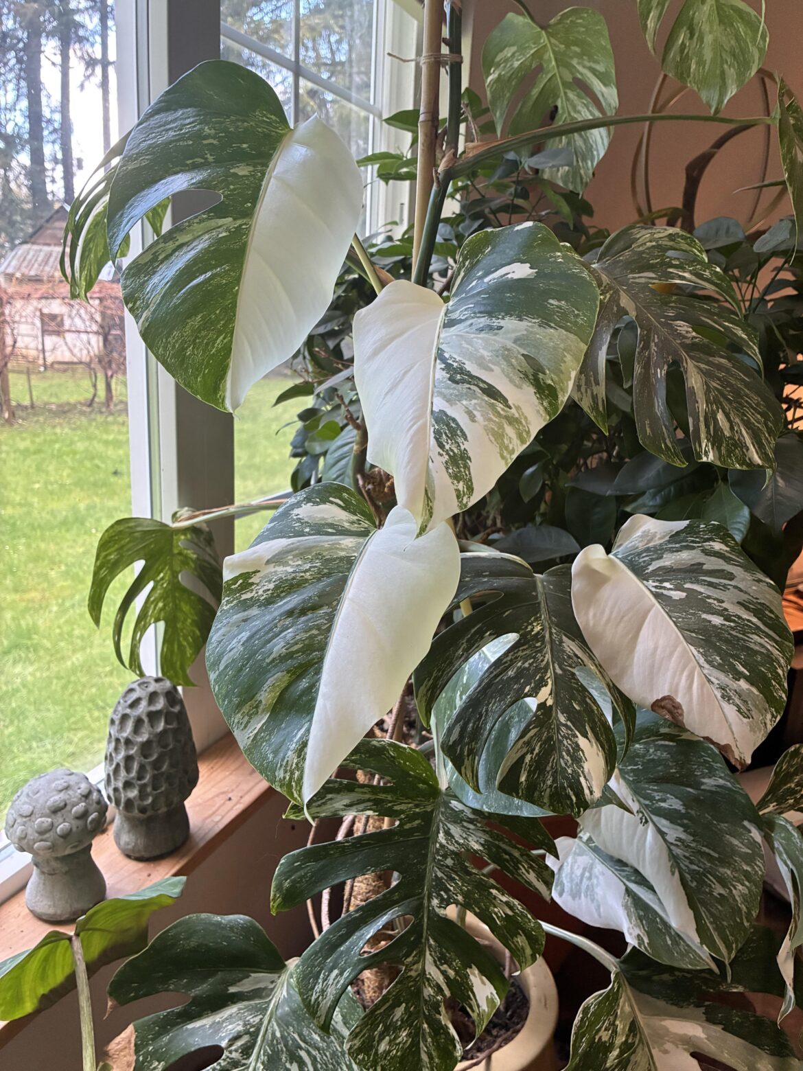 My Albo throwing out some sexy half moons
