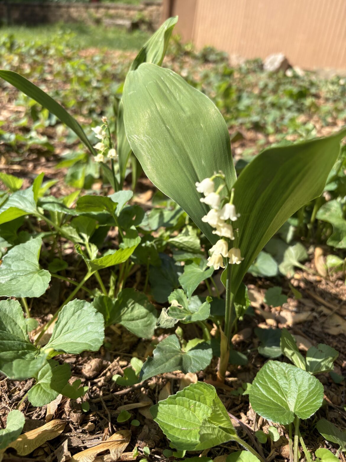 Does anyone know what flowers these are?
