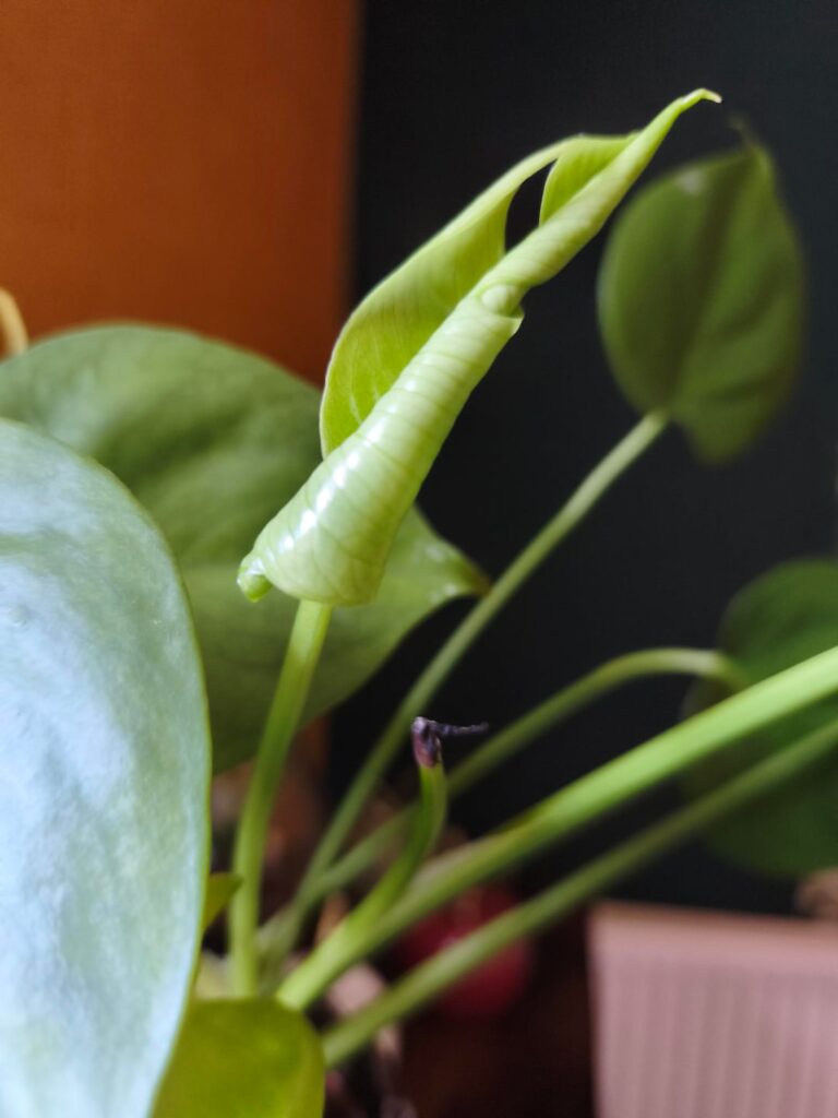 Does my parents’ philodendron have a fenestration ? Does my parents' philodendron have a fenestration ?