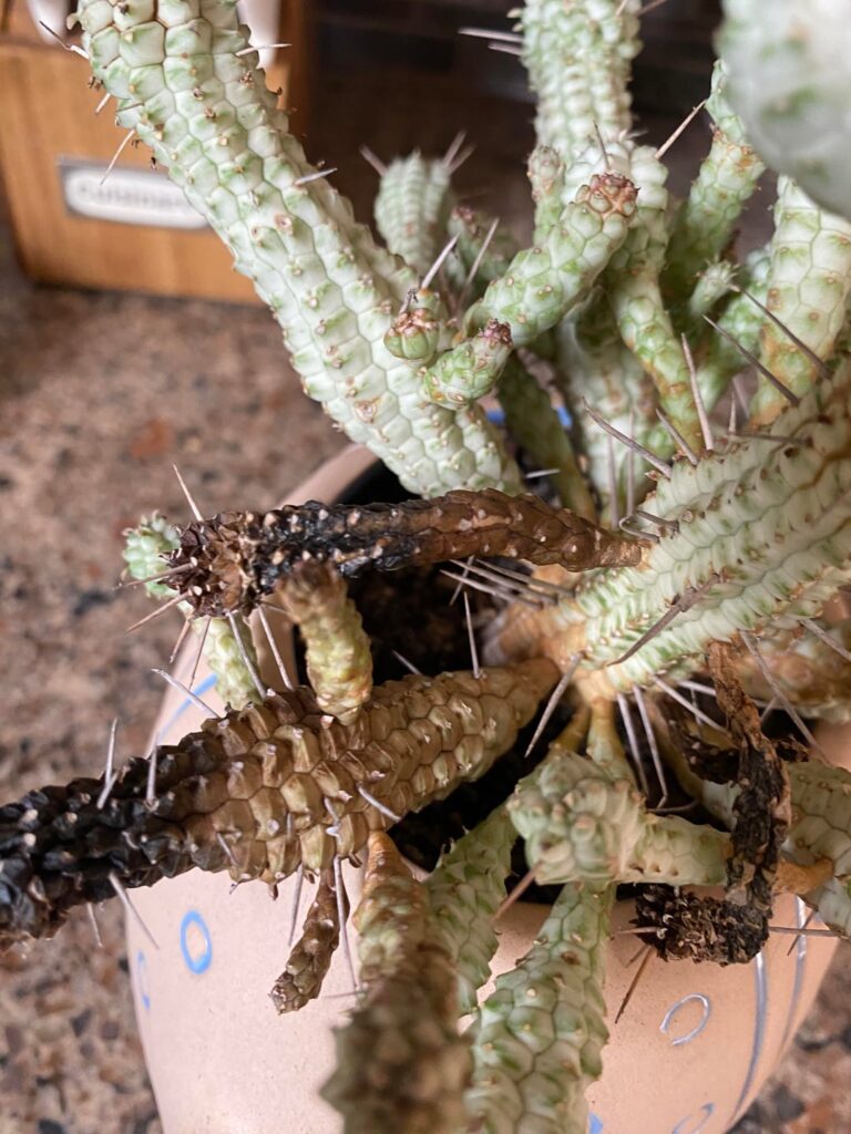 What happened to my plant?