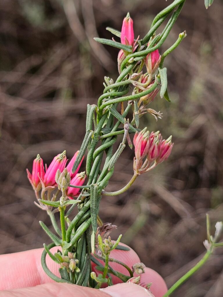 What an unusual little flower