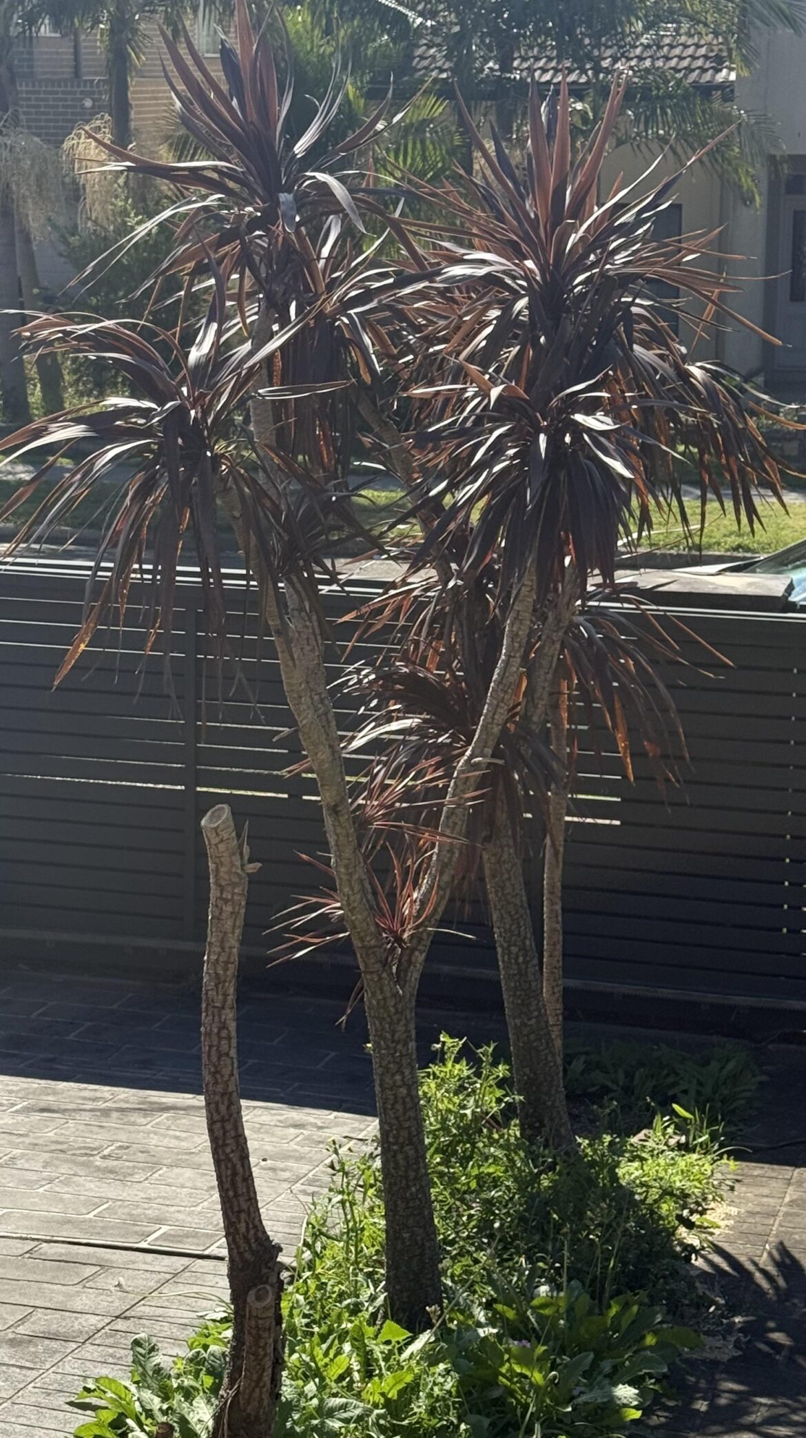 Help with plant removal! Help with plant removal!