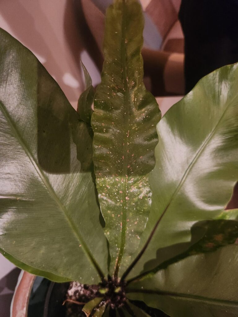 Whats wrong with my plant and soil?