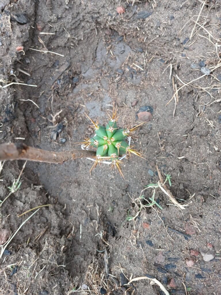 Are these seedlings cuzcoensis?