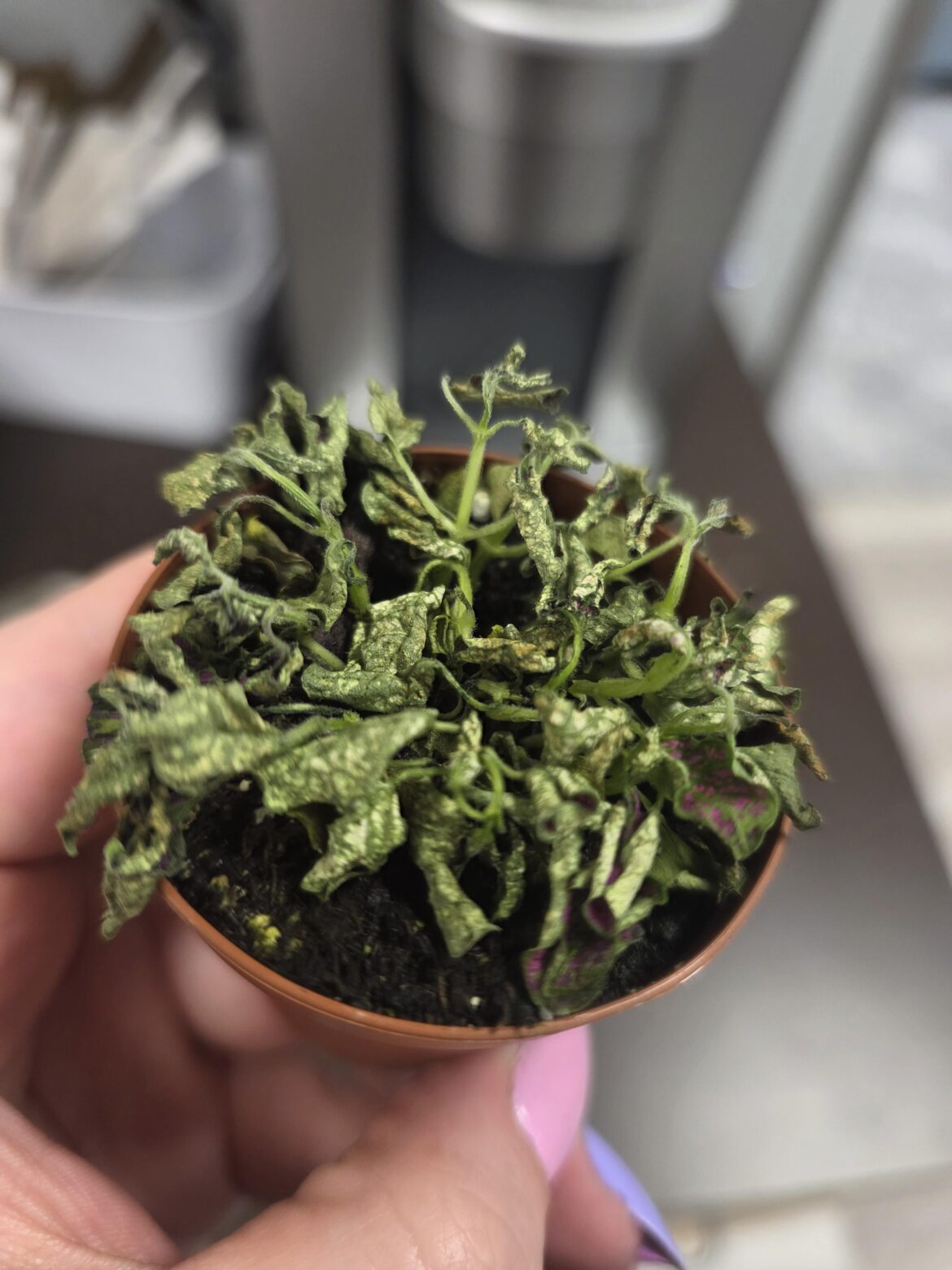 Can the little thing be saved?