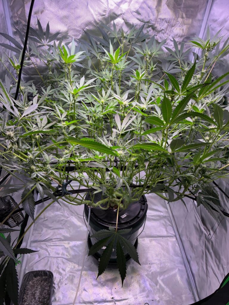 My plants