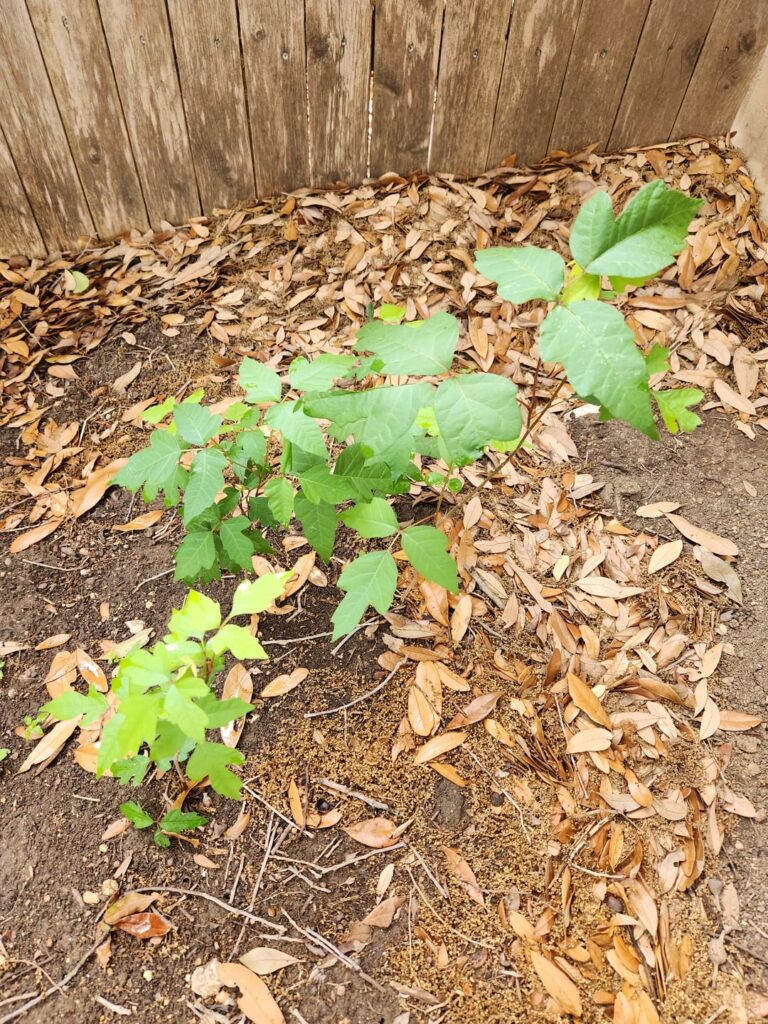 Is this a poison plant of some kind? Ivy? Oak?