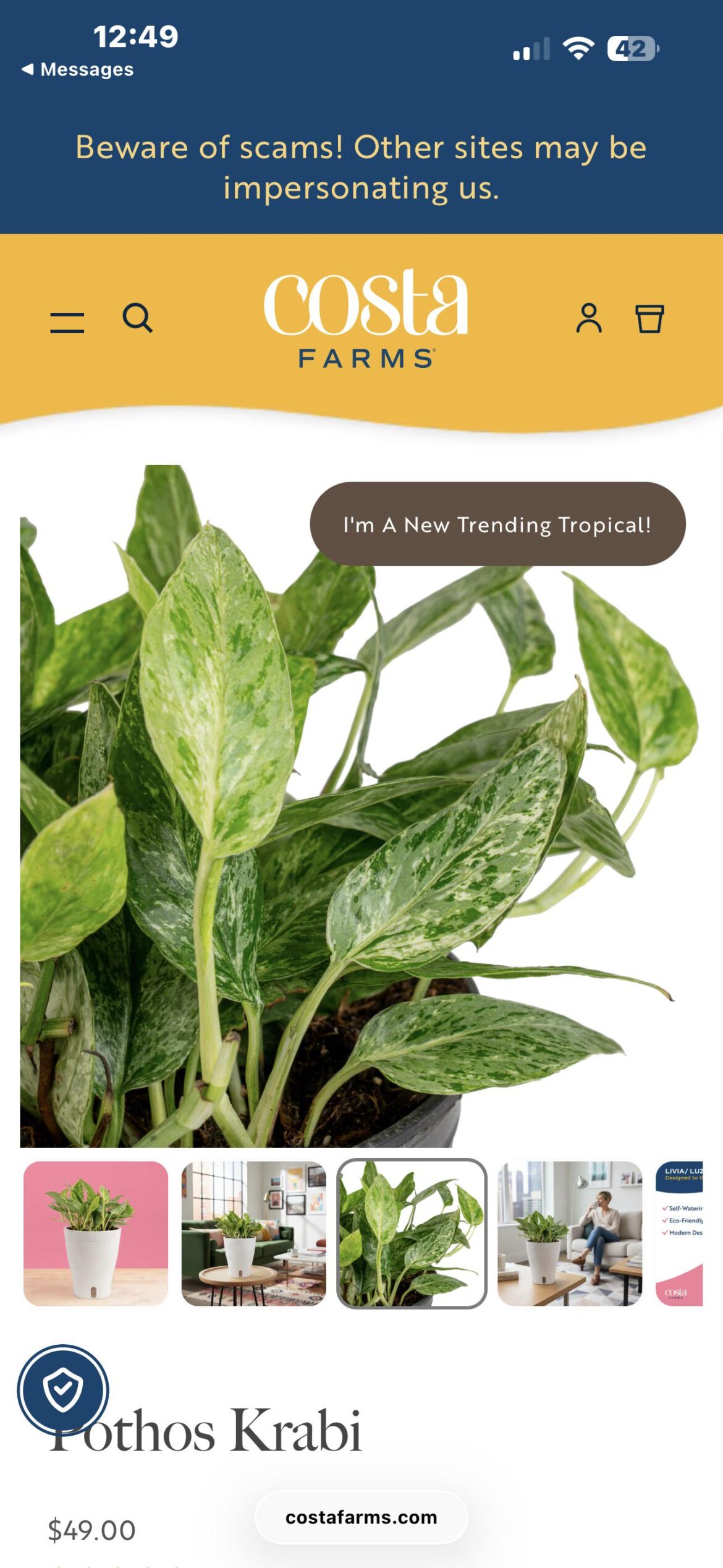 Pothos Krabi ?