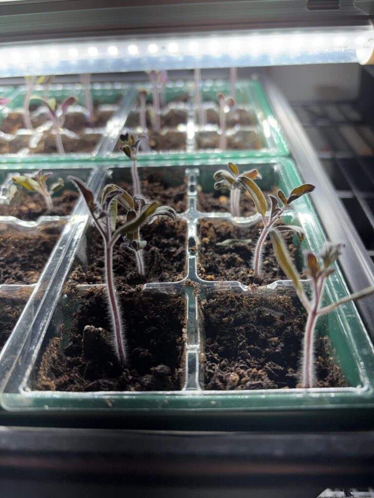 Seedlings ok zone 7 NJ