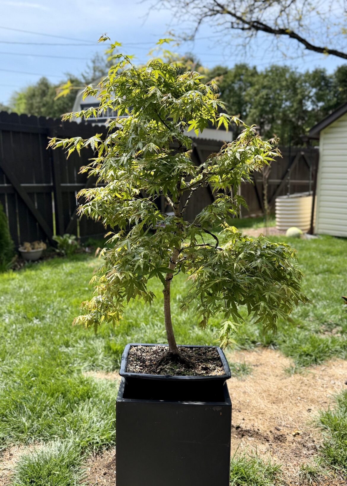 Second year with this JM and she’s too bushy. How would you prune?