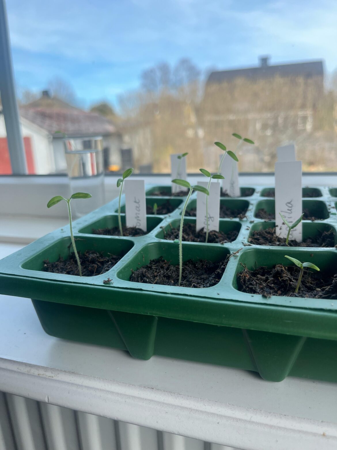 How can I help my tomatoes? I How can I help my tomatoes? I