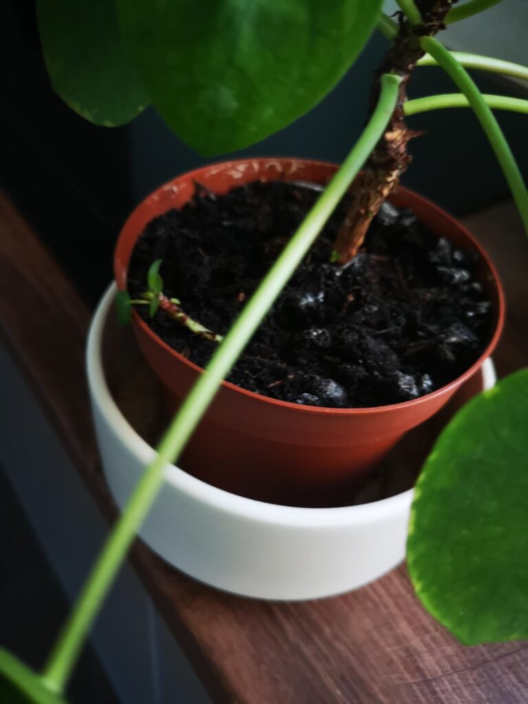 Can I repot this baby?