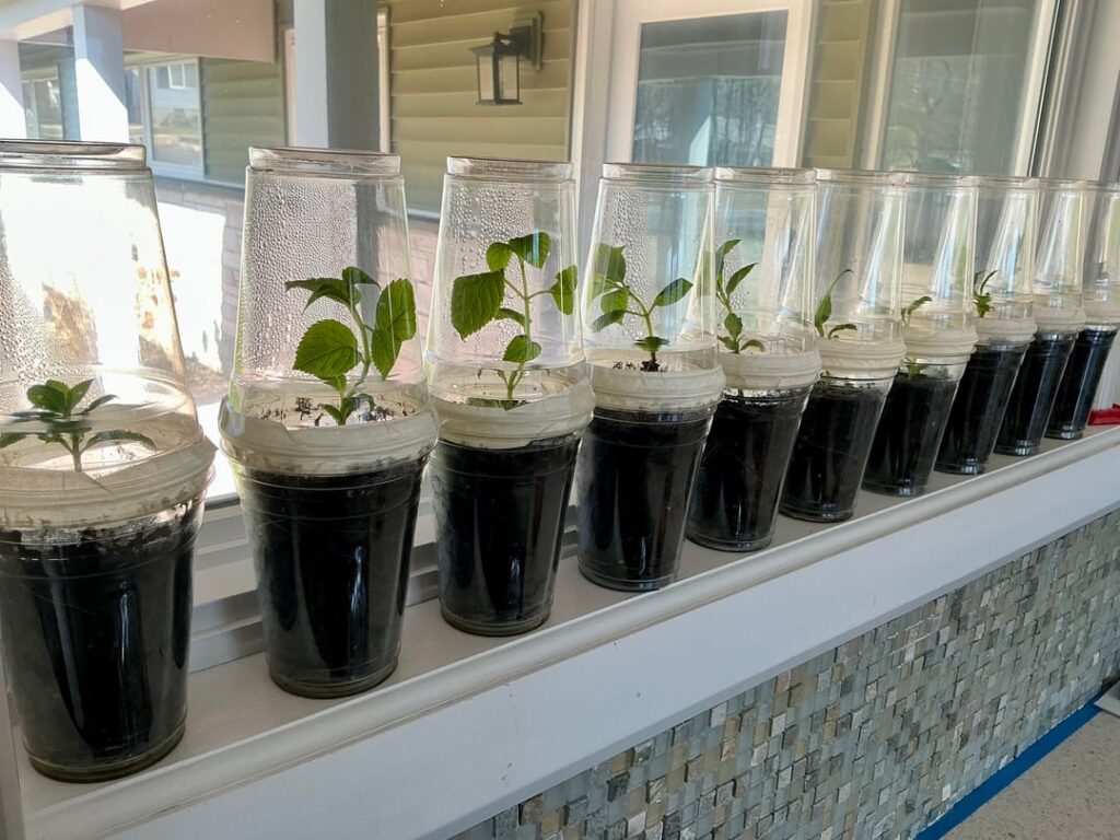 Hydrangea 3-cup Method Hydrangea 3-cup Method