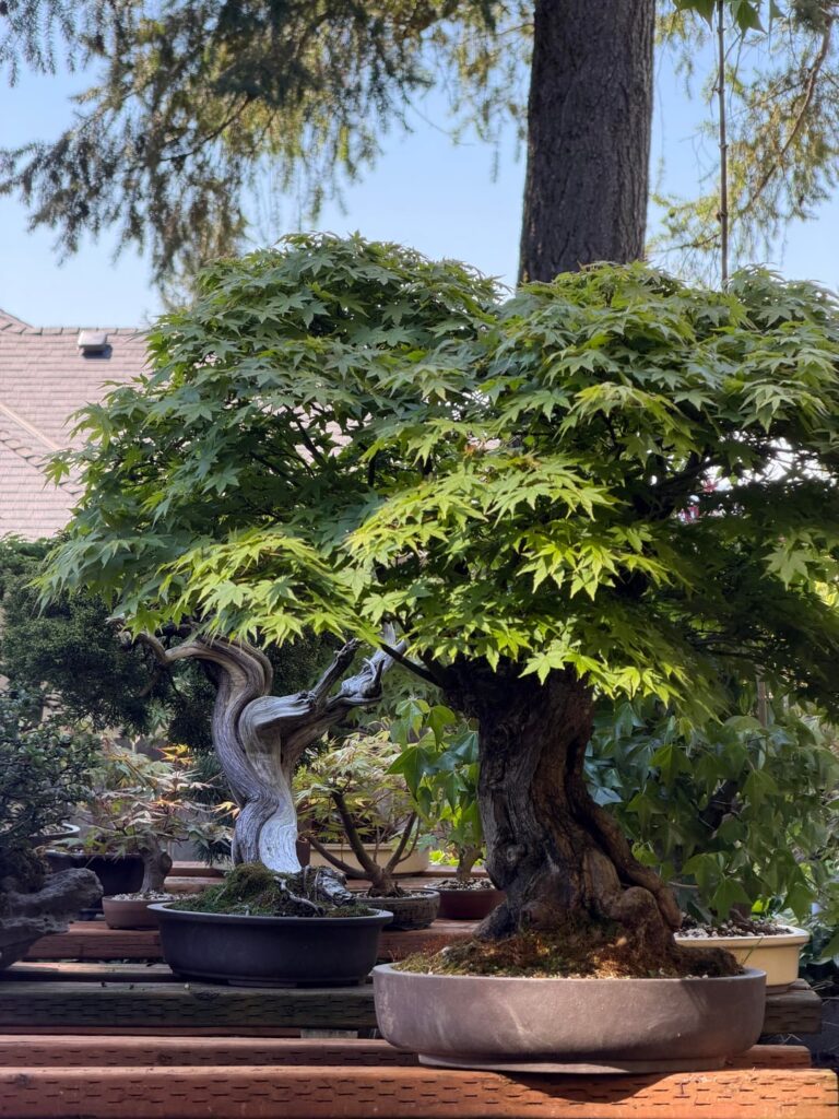 Been doing a lot of work on the bonsai yard the last month et