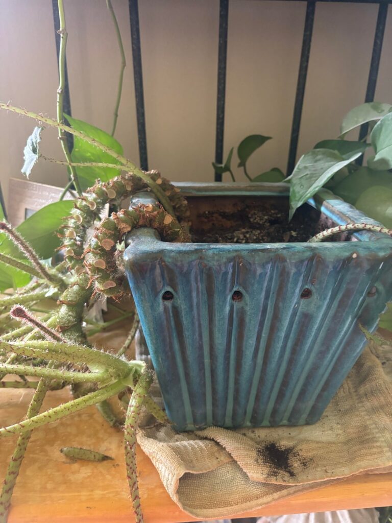 Begonia Immense Care
