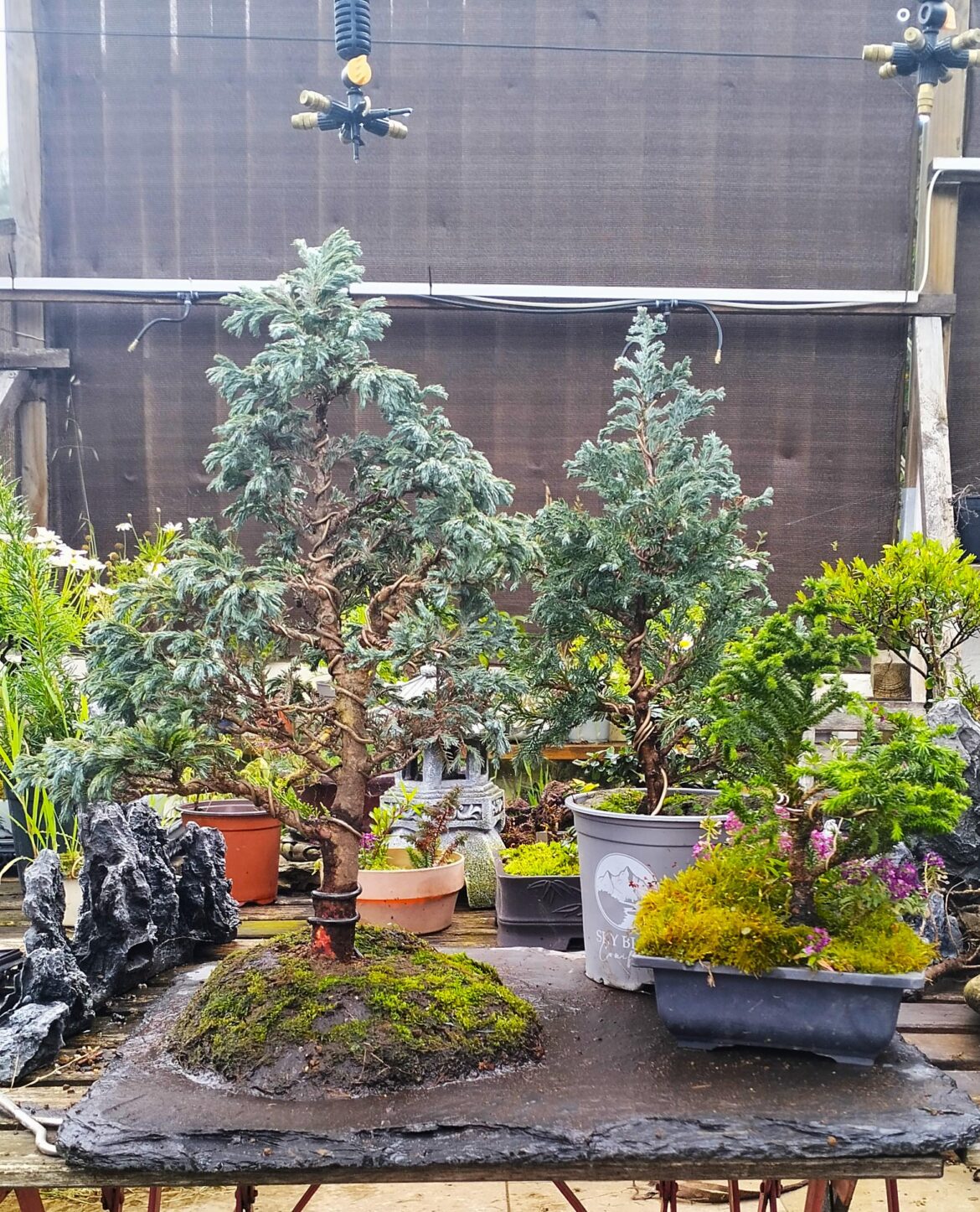Today I begun a new forest....