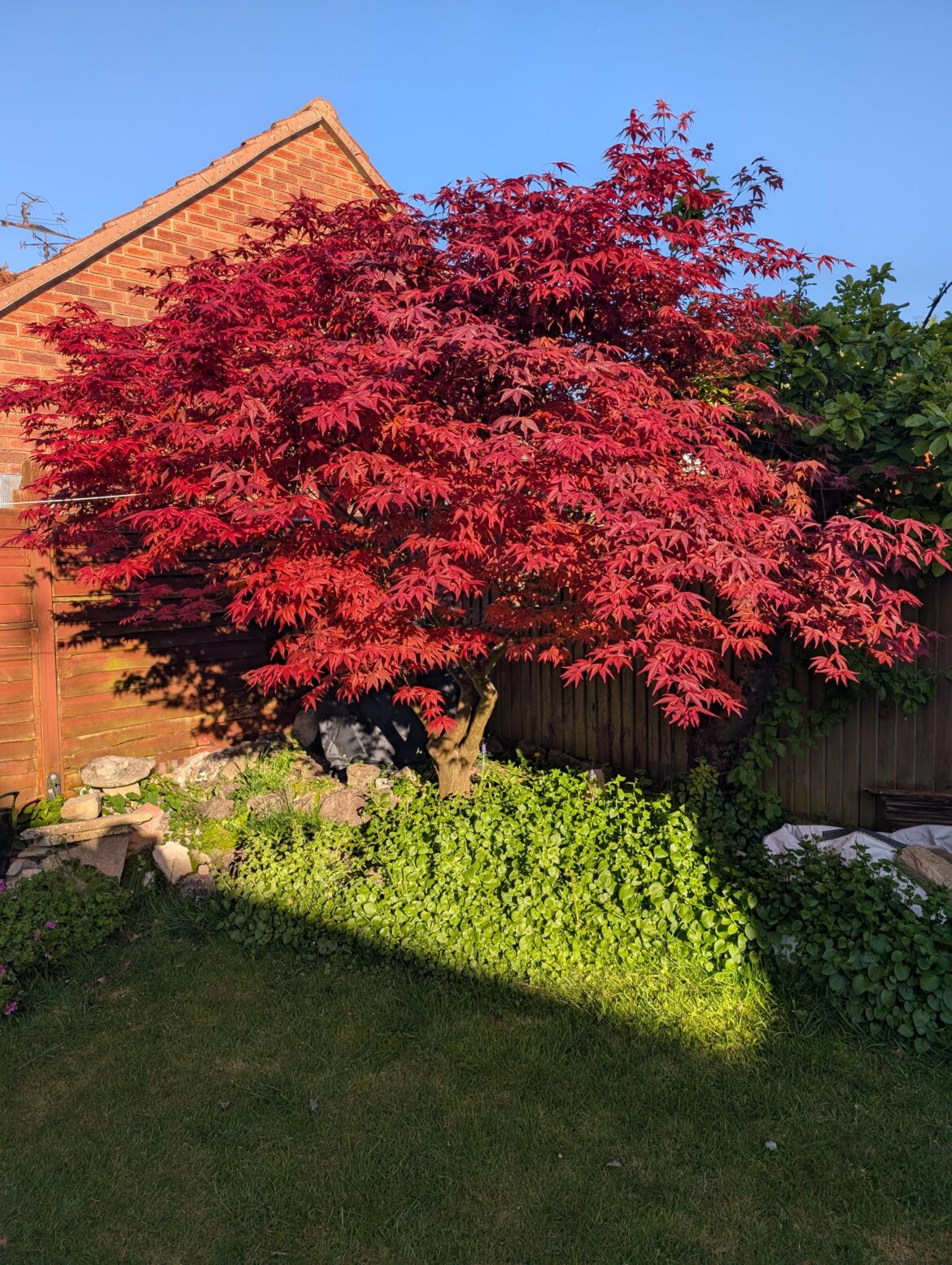 My Dad's 36 year old Acer