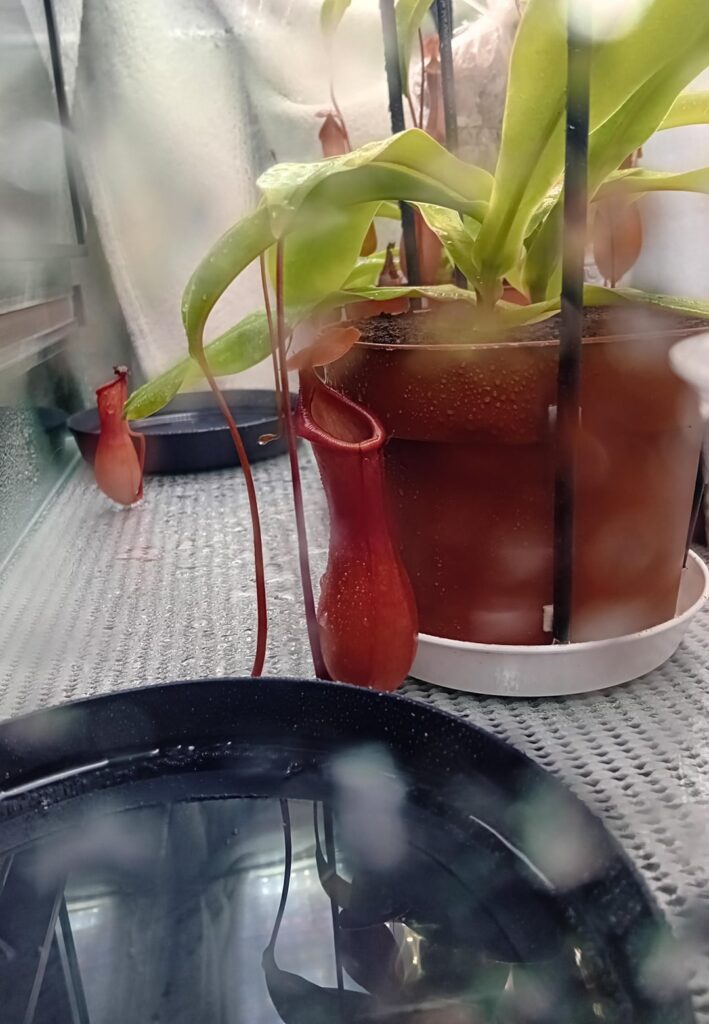 Beautiful n.ventrata pitcher