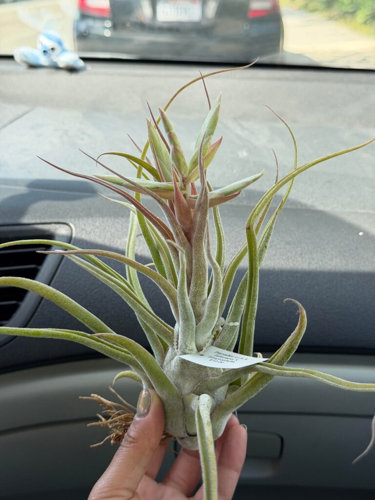 ever get a plant you want to keep on your person 24/7?