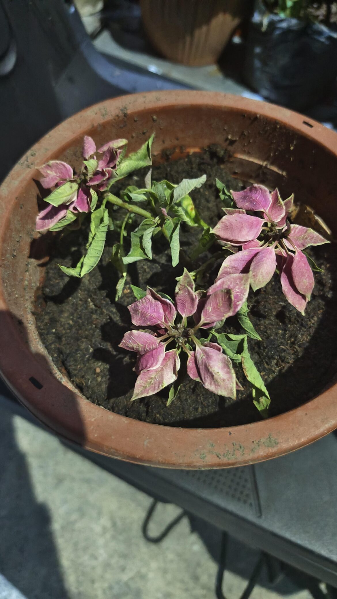 Poinsettia suddenly looked withered Poinsettia suddenly looked withered