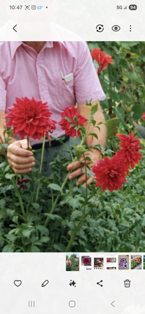Mystery Red Dahlia Mystery Red Dahlia