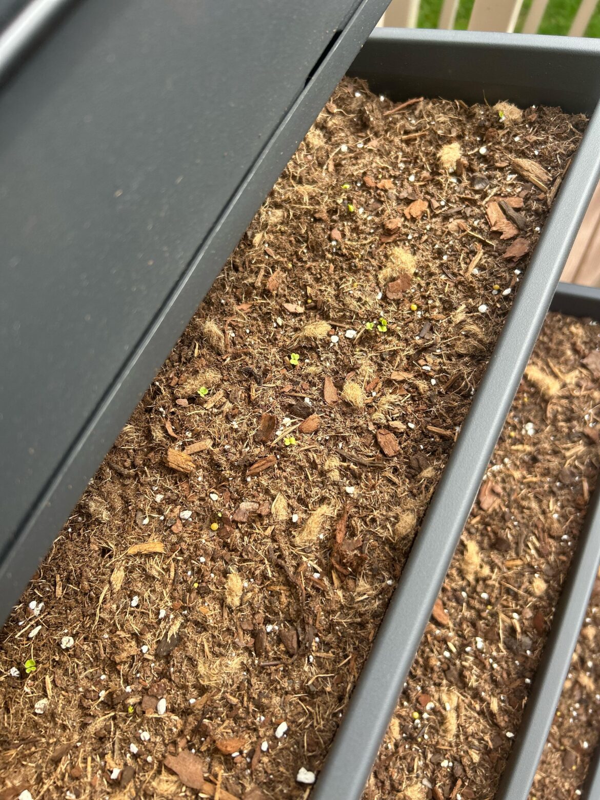 A few infant arugula sprouts