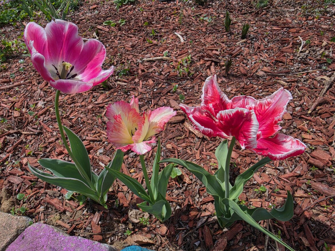 Feathered tulips
