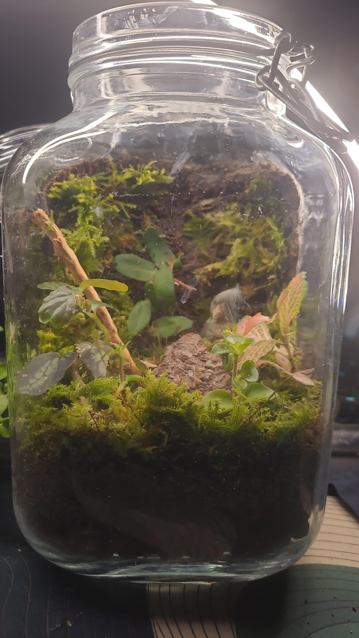 Built this recently; first closed terrarium