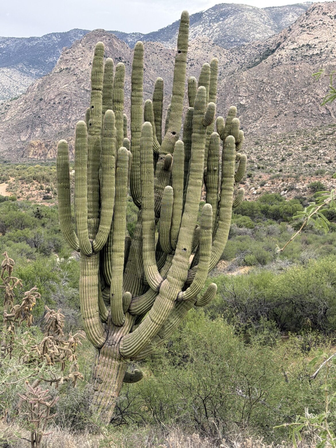 Quite possibly the craziest saguaro I’ve ever seen
