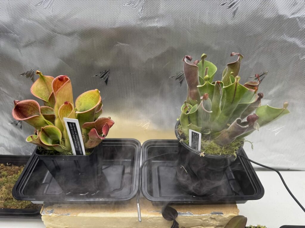 Heliamphora Progress - Dusted with fine hairs & gleaming crimson color