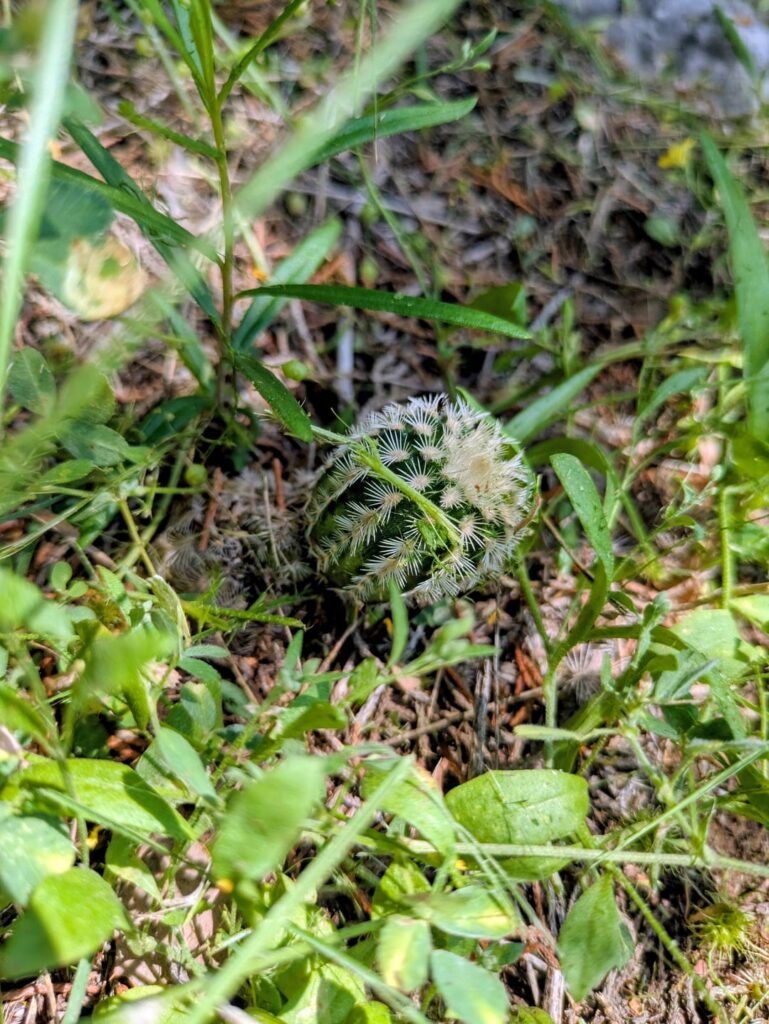 Found this guy on my property the other day