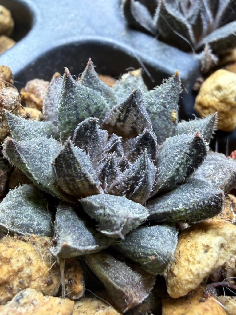Four of my pubescens seedlings from 2023 I think? (Sandberg, W)