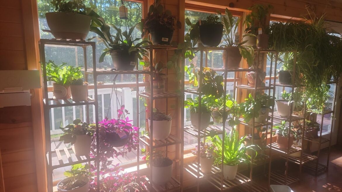 Putting Plants Outside in Spring/Summer ???