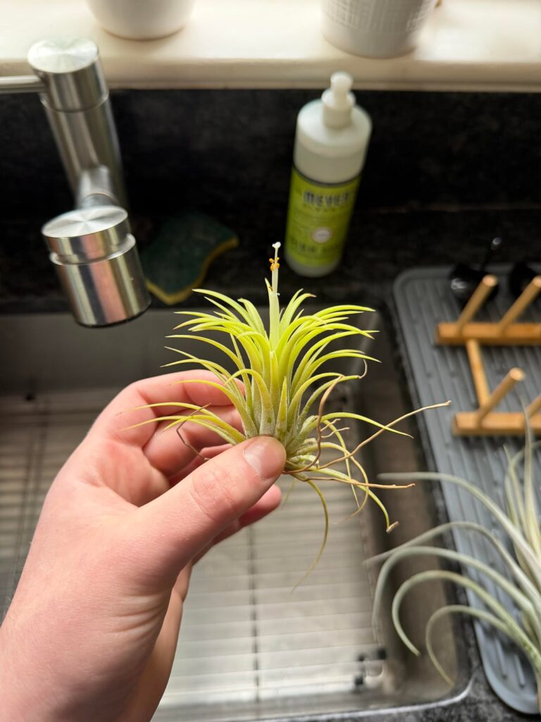 Is that the start of a bloom? (Ft. Watering day) Is that the start of a bloom? (Ft. Watering day)