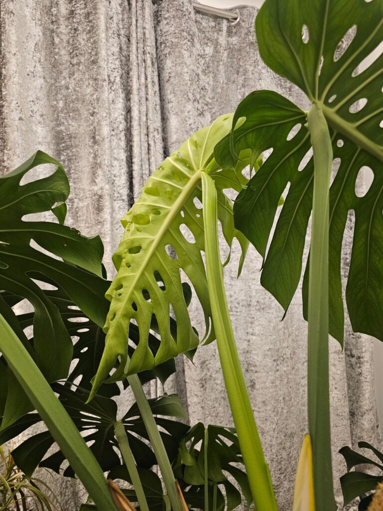Newest leaf is a beaut!