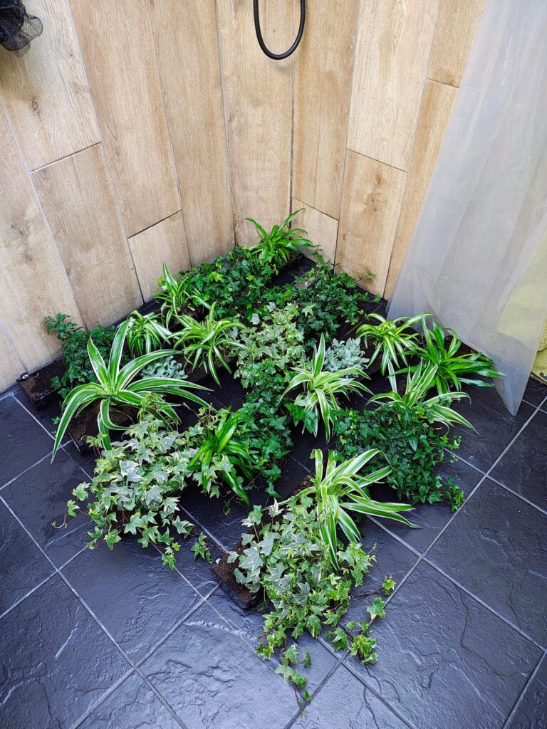 How I water the skylight planter