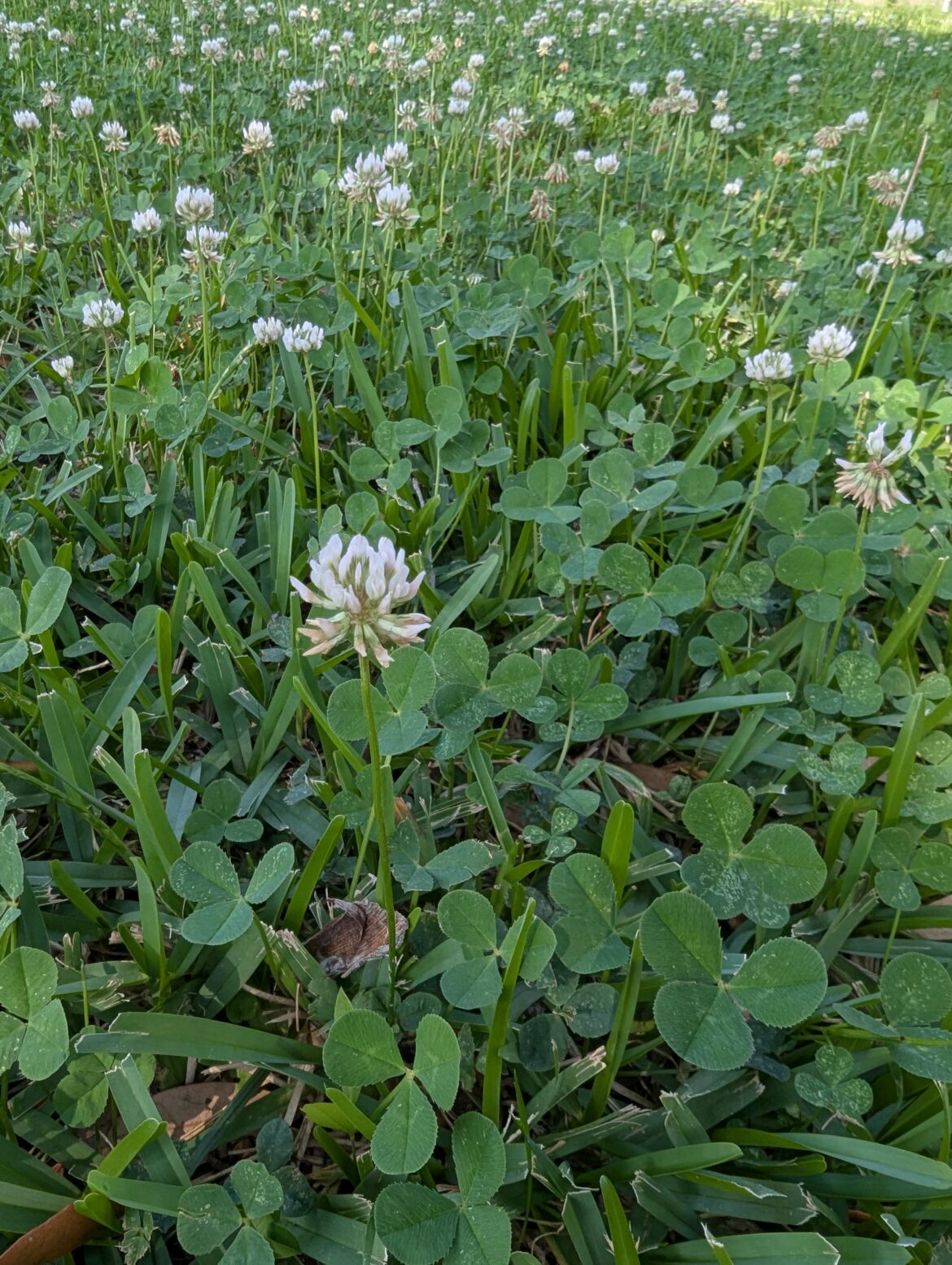 What Is This? Growing Naturally in My Texas Lawn