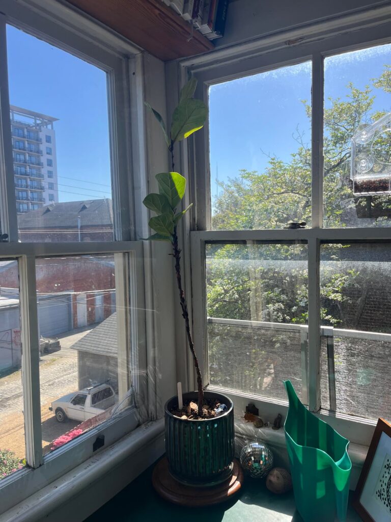 Should I chop and prop?