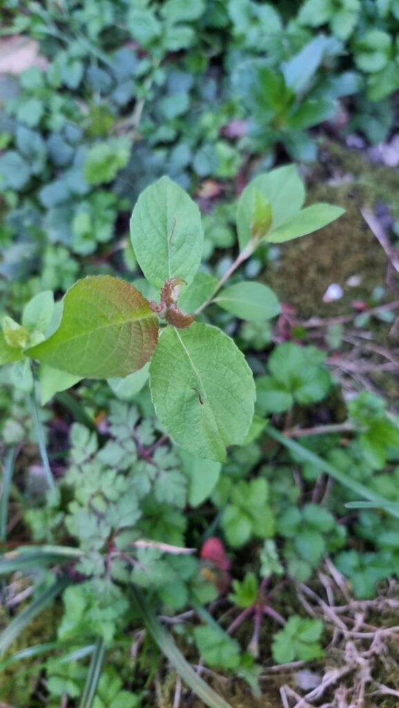 Id? Id?